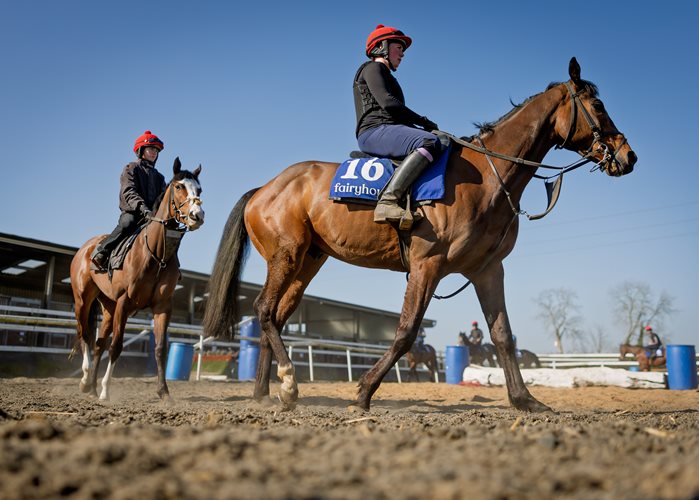 2025 BoyleSports Irish Grand National: What the connections say 